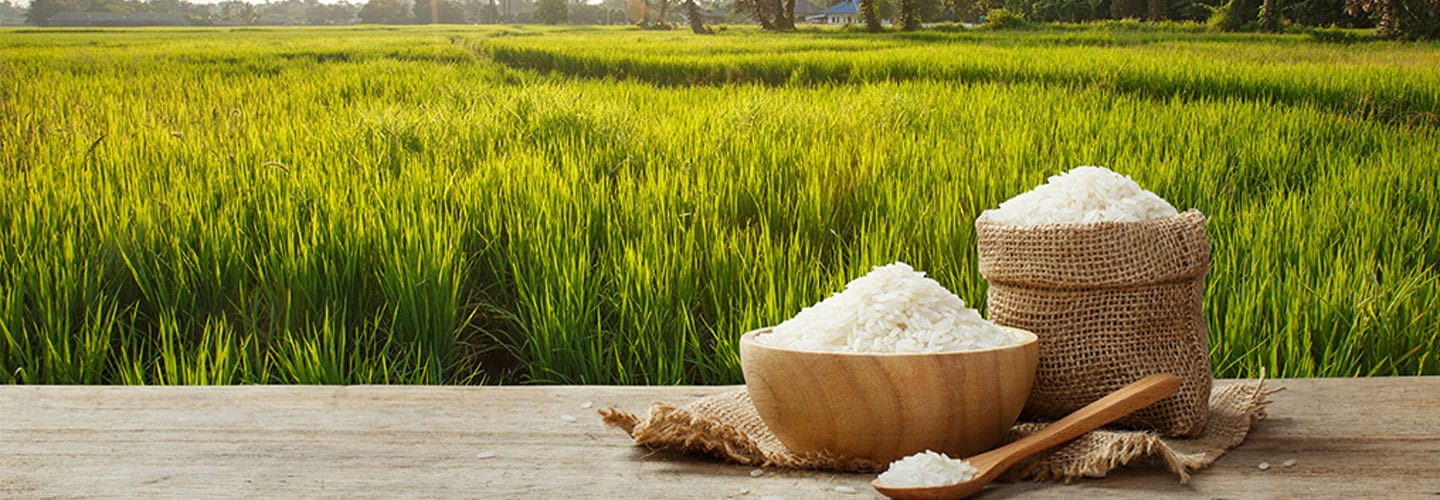 Indian Rice Exporter/ wholeseller